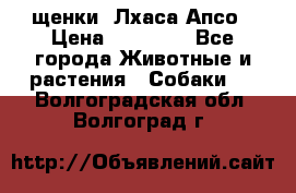 щенки  Лхаса Апсо › Цена ­ 20 000 - Все города Животные и растения » Собаки   . Волгоградская обл.,Волгоград г.